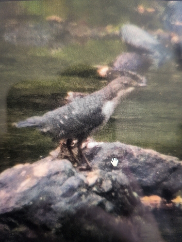 White-throated Dipper