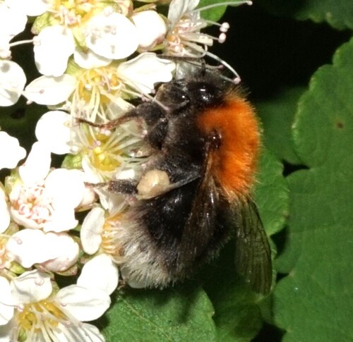 Tree Bumble Bee