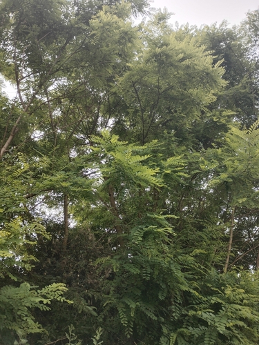 black locust
