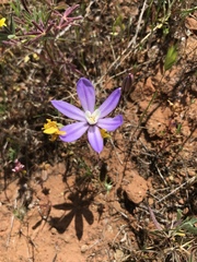 Brodiaea nana