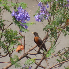 Turdus migratorius