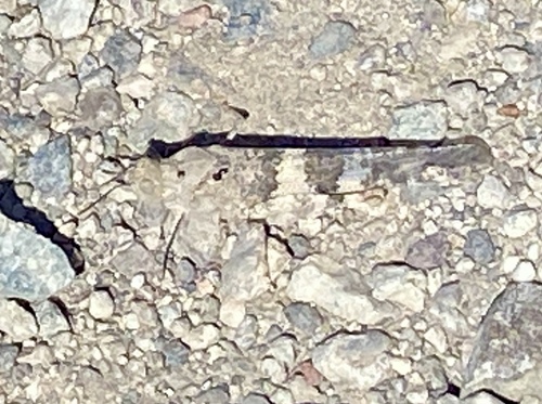 iNaturalist observation photo of Pallid-winged Grasshopper