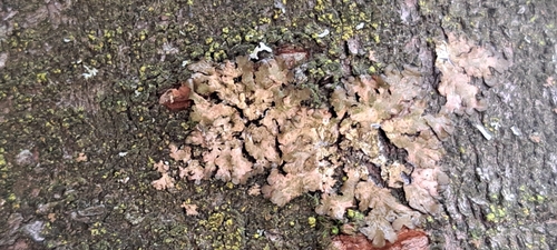 Pilze & Flechten