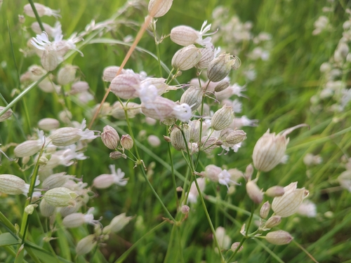 bladder campion