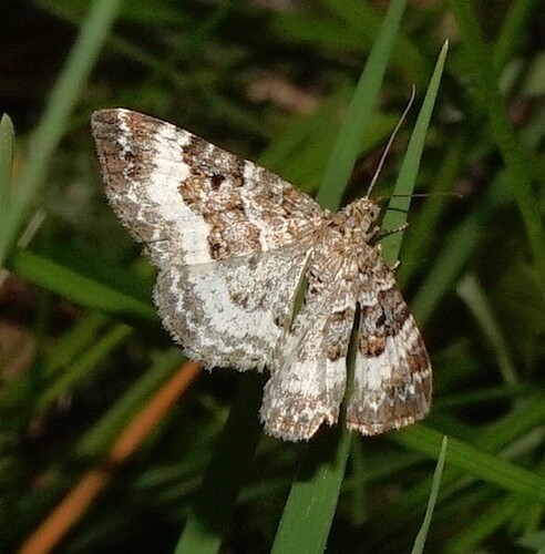 Common Carpet Moth