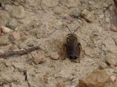 Halictus rubicundus