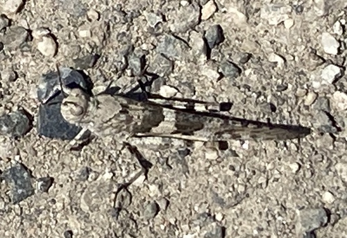 iNaturalist observation photo of Pallid-winged Grasshopper