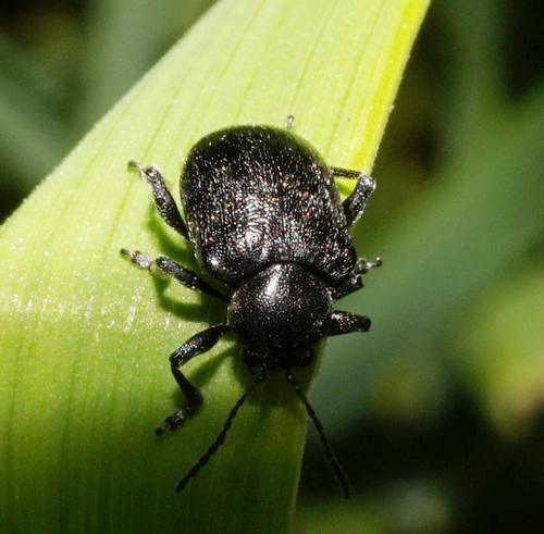Western Grape Rootworm