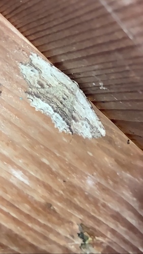 Waved Umber
