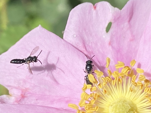 iNaturalist observation photo of Bees