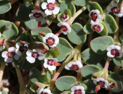 Euphorbia polycarpa polycarpa