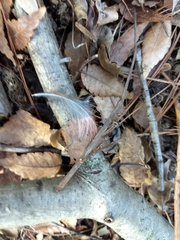 Cardinalis cardinalis