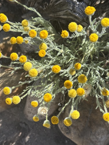 Erigeron aphanactis, photograph 3
