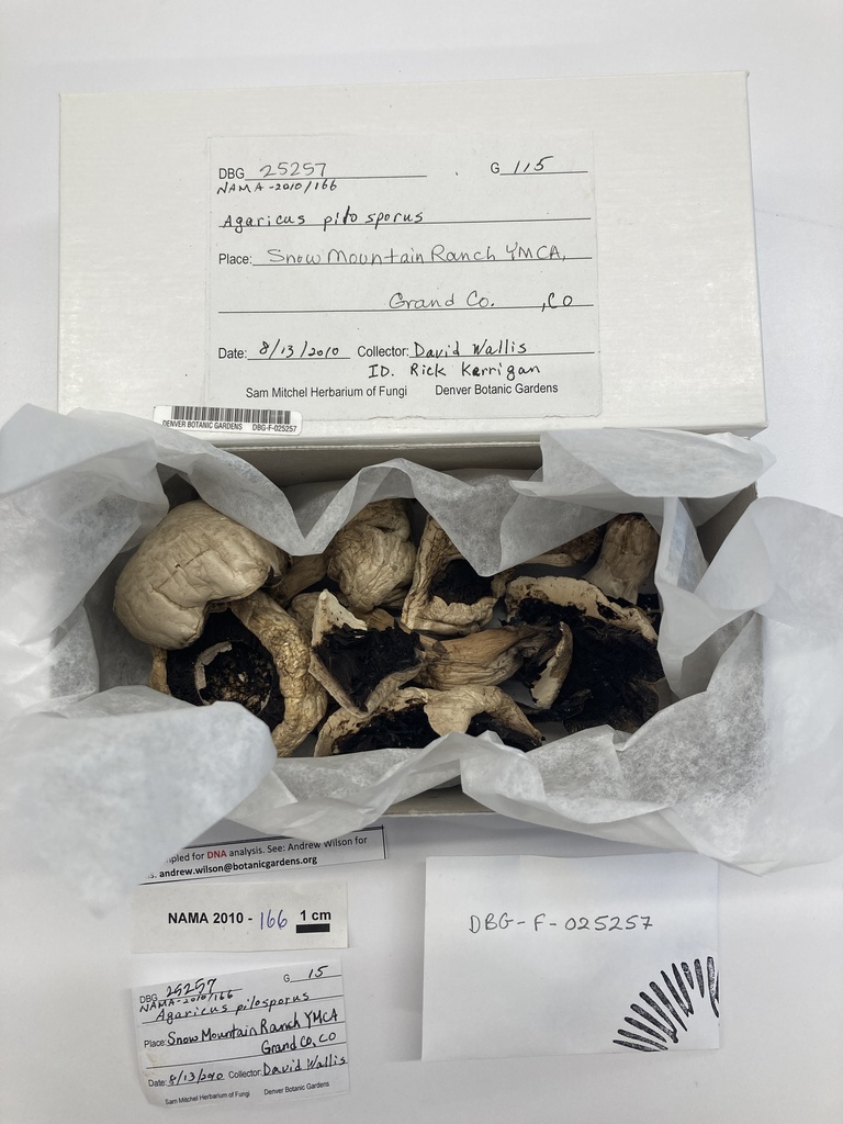 Agaricus pilosporus