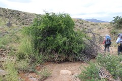 Searsia longispina, photograph (c) Tony Rebelo, some rights reserved (CC BY-SA)