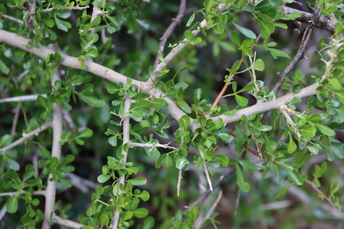 Searsia longispina, photograph 2