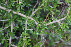 Searsia longispina, photograph (c) Tony Rebelo, some rights reserved (CC BY-SA)