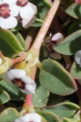 Euphorbia polycarpa polycarpa