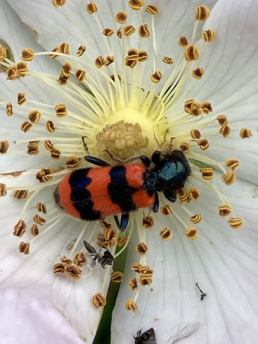 Bee-eating Beetle
