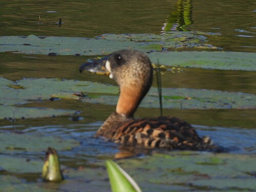 iNaturalist image