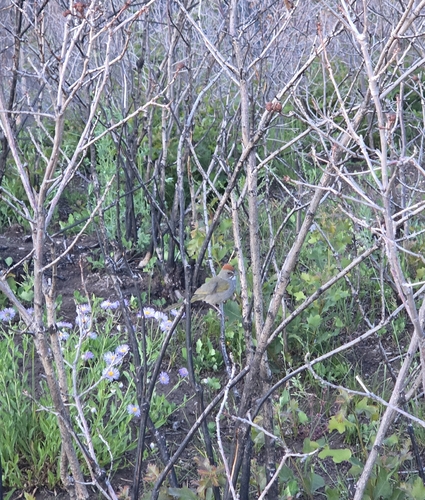 Green-tailed Towhee
