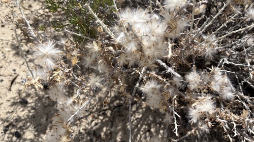 Tetradymia spinosa observed 2026-06-09