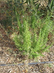 Rosemary