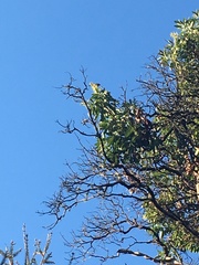 Haemorhous purpureus