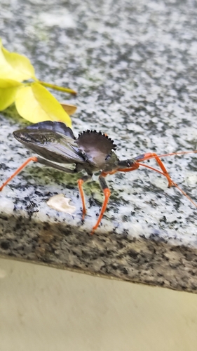 Arilus carinatus