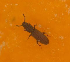Oryzaephilus