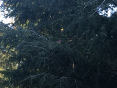 Haemorhous purpureus