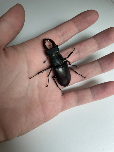 European Stag Beetle