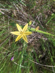 Triteleia ixioides ixioides