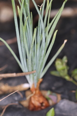 Allium cepa aggregatum