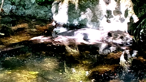 Eurasian Beaver