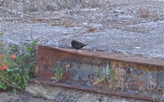 Turdus merula