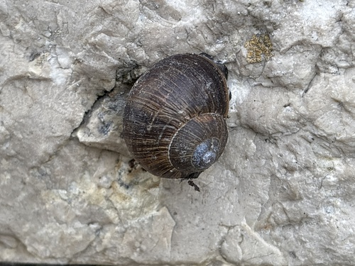 Roman Snail