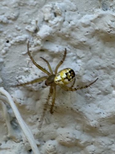 Cricket-bat Orbweaver