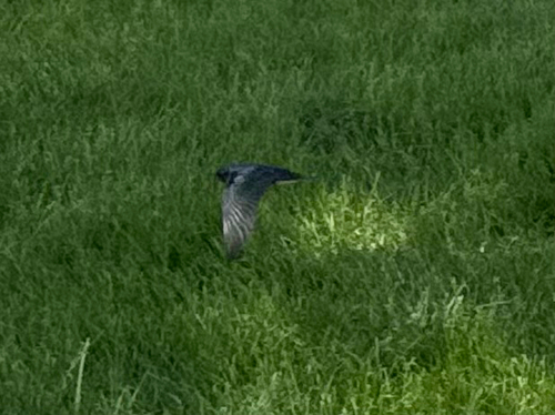 Barn Swallow