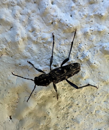 Aspen Zebra Beetle