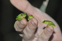 Ranoidea barringtonensis