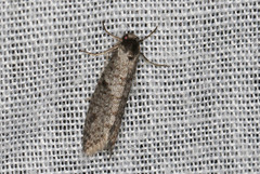 Lepidoscia annosella