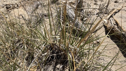 Alkali Sacaton