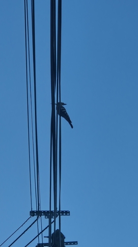 Common Hoopoe