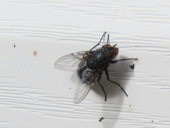 Diptera