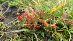 Castilleja pumila