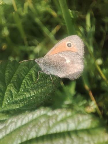 Small Heath