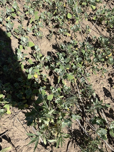 Mealy Goosefoot