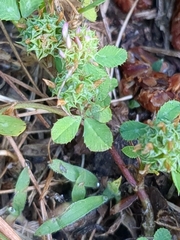 Trifolium glomeratum, photograph (c) bigayon, some rights reserved (CC BY)