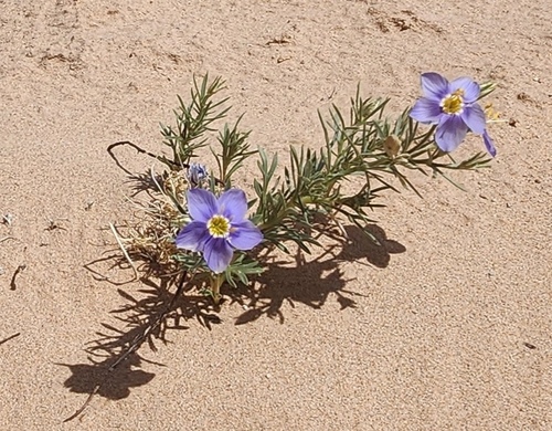Prickleaf Gilia